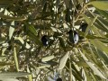 Olivenöl - ein Fruchtöl - ganz anders als die Öle aus Saaten