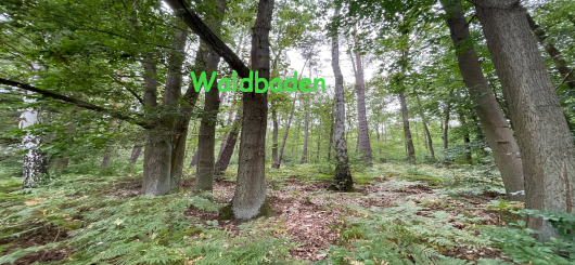 Waldbaden- 50 shades of green